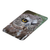Saw-whet Owl Magneet (Linkerzijde)