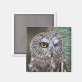 Saw-whet Owl Magneet (Voorkant / Achterkant)
