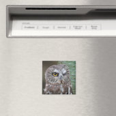Saw-whet Owl Magneet (Insitu (Vaatwasser))