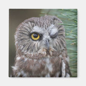 Saw-whet Owl Magneet (Voorkant)
