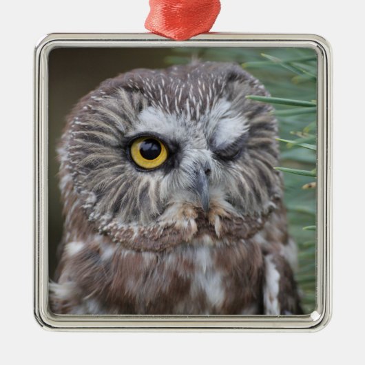 Saw-whet Owl Metalen Ornament (Voorkant)