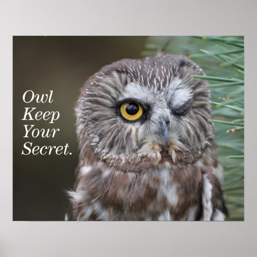 Saw-whet Owl Poster (Voorkant)