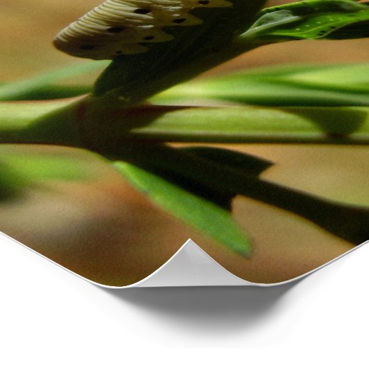 Sawfly Larvae Poster (Hoek)