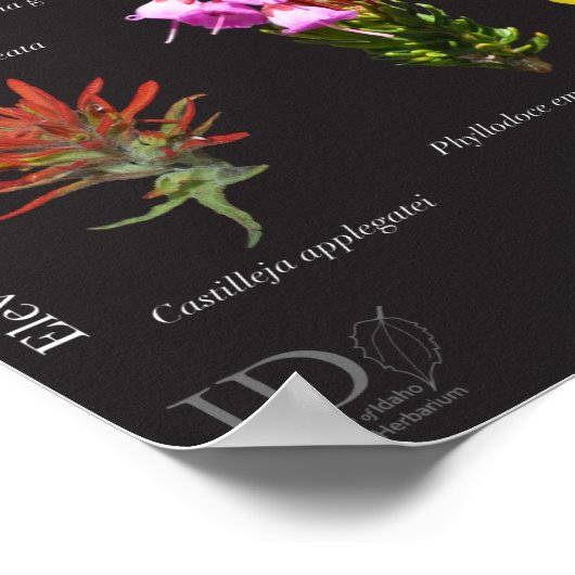 Sawtooth Alpine Flora Poster (Hoek)