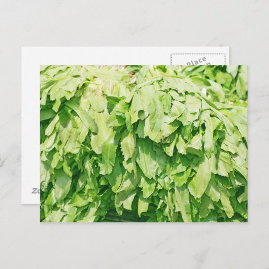 Sawtooth Coriander - Eryngium foetidum achtergrond Briefkaart (Voorkant / Achterkant)