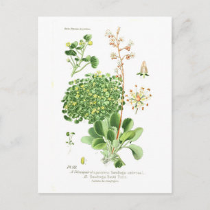 Saxifrage Briefkaart