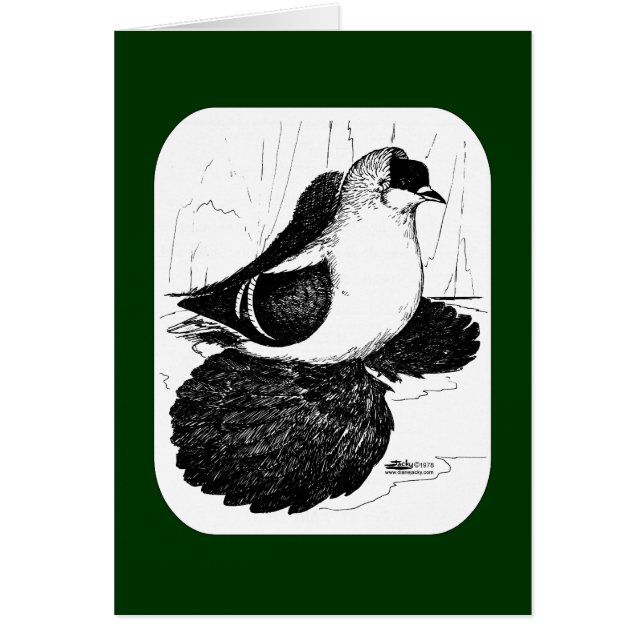 Saxon Swallow Pigeon 1978 (Voorkant)