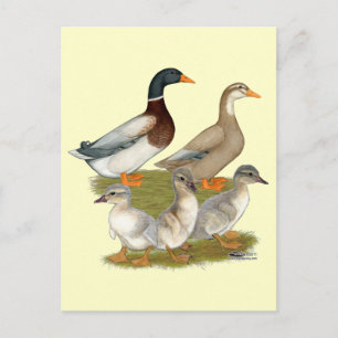 Saxony Duck Family Briefkaart