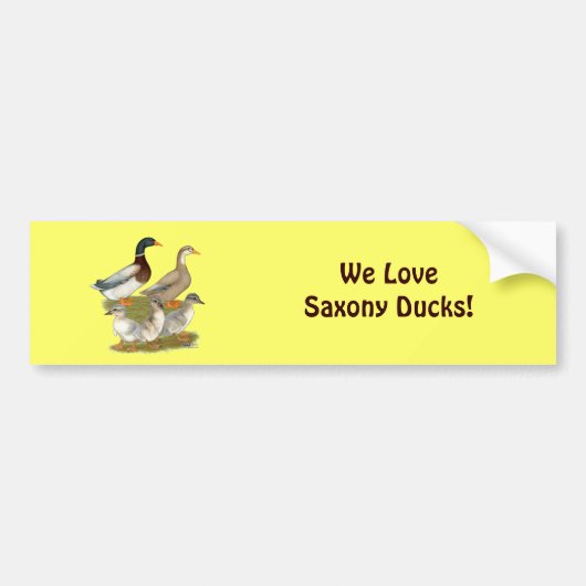 Saxony Duck Family Bumpersticker (Voorkant)