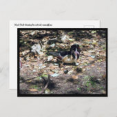 SC Wood Duck Briefkaart (Voorkant / Achterkant)