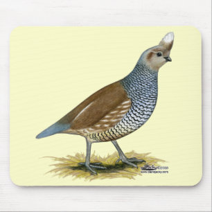 Scaled Quail Muismat