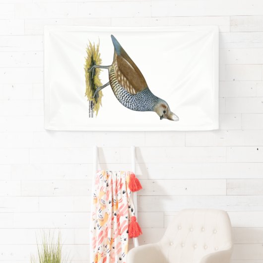 Scaled Quail Spandoek (Insitu)