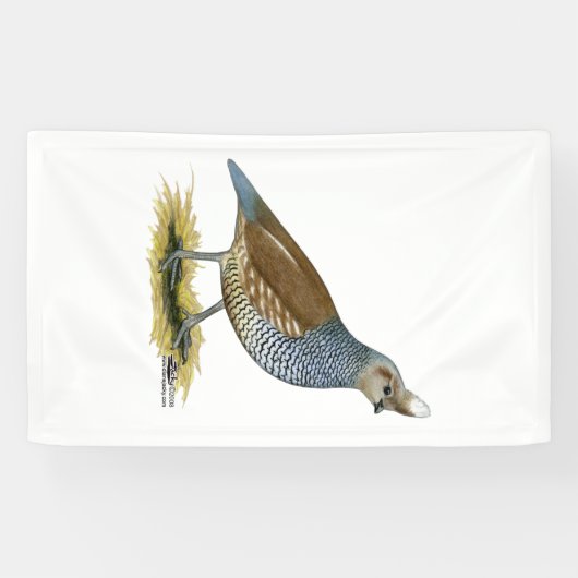 Scaled Quail Spandoek (Horizontaal)