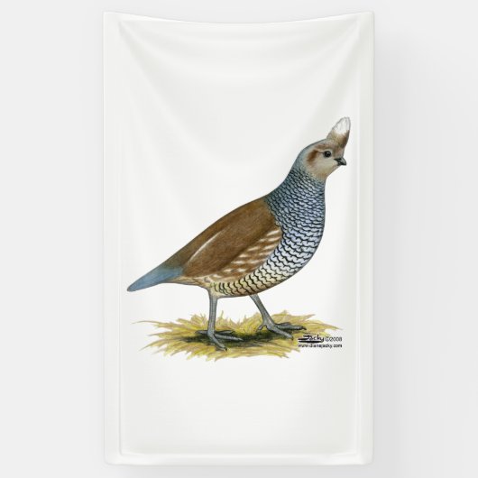 Scaled Quail Spandoek (Verticaal)