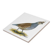 Scaled Quail Tegeltje (Zijkant)