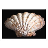 Scallop 3236 foto afdruk (Voorkant)