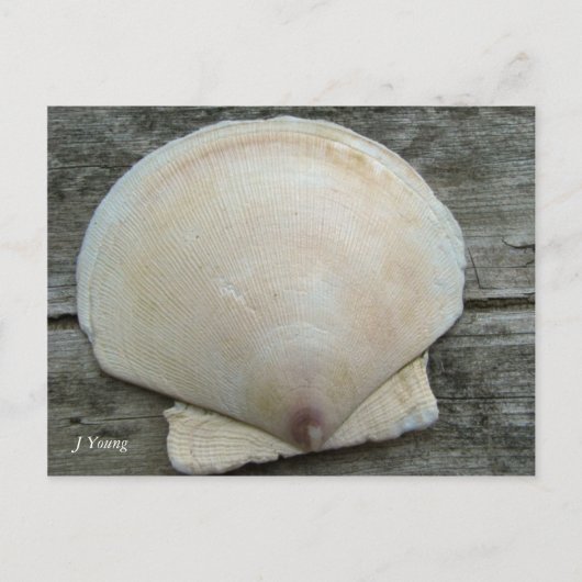 Scallop Shell Briefkaart (Voorkant)