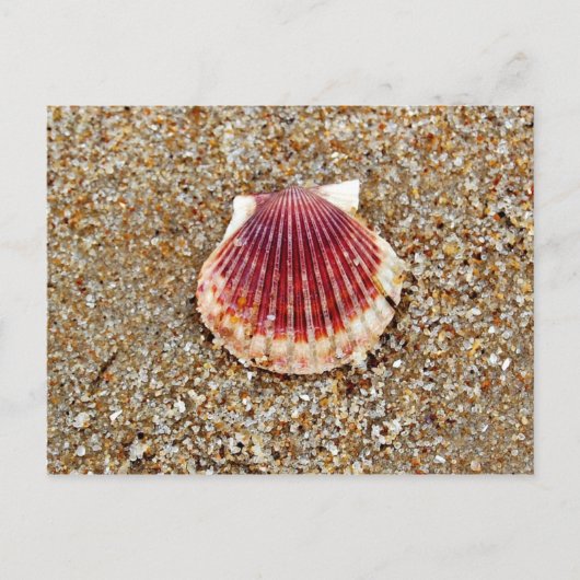 Scallop Shell - briefkaart (Voorkant)