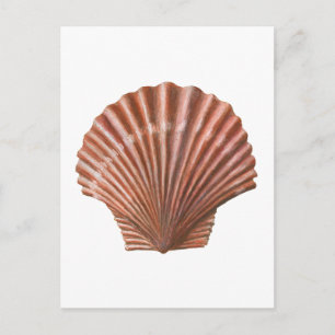 Scallop Shell Briefkaart