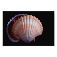 Scallop Shell