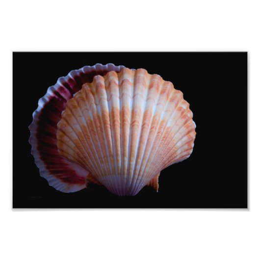 Scallop Shell Foto Afdruk (Voorkant)