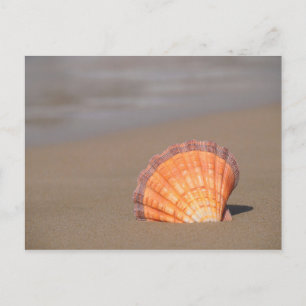 Scallop Shell  Kreta, Griekenland Briefkaart