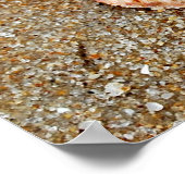 Scallop Shell Poster (Hoek)