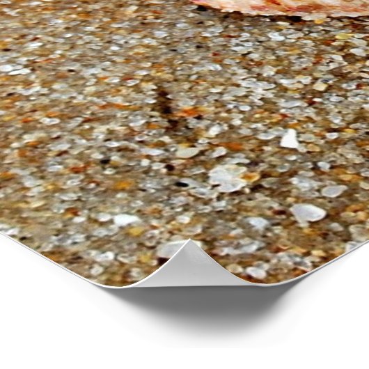 Scallop Shell Poster (Hoek)