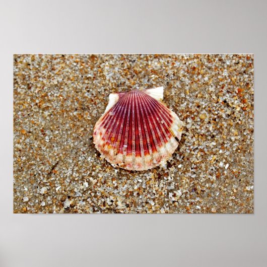 Scallop Shell Poster (Voorkant)