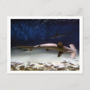 Scalloped Hammerhead Shark Briefkaart