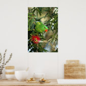 Scaly Breasted Lorikeet Poster (Keuken)