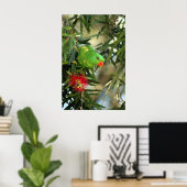 Scaly Breasted Lorikeet Poster (Thuiskantoor)