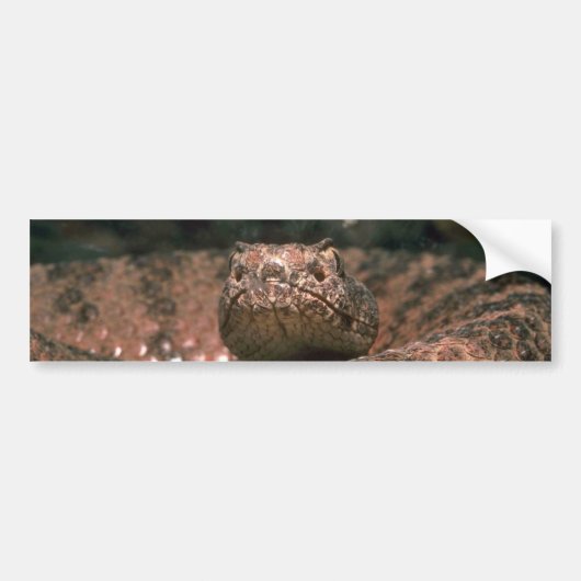 Scaly Scare Bumpersticker (Voorkant)