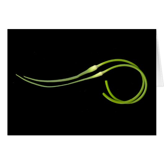 scape d'ail (Devant horizontal)