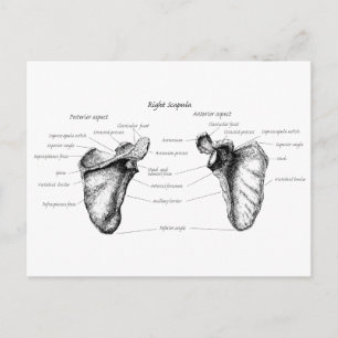 Scapula-gegevens Briefkaart