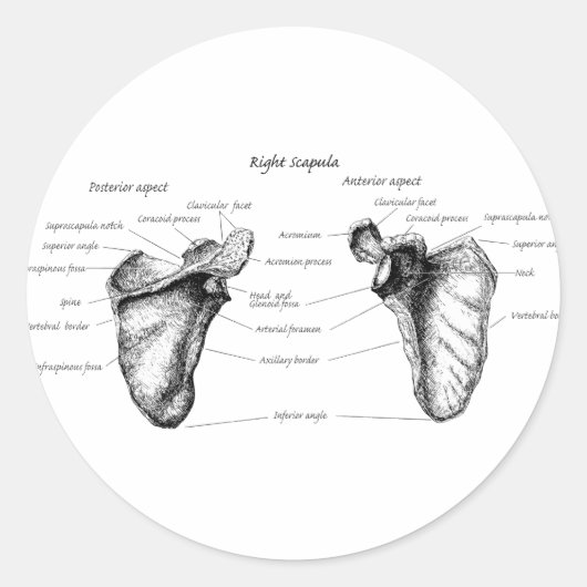 Scapula-gegevens Ronde Sticker (Voorkant)