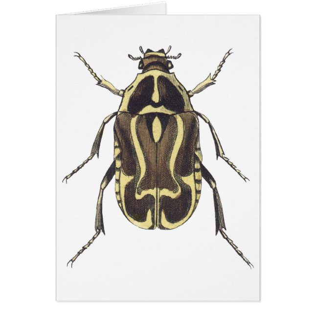 Scarab Beetle (Voorkant)