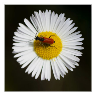 Scarabée rouge sur affiche macro de marguerite bla