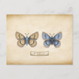 Scarce Large Blue Butterfly Specimen Briefkaart