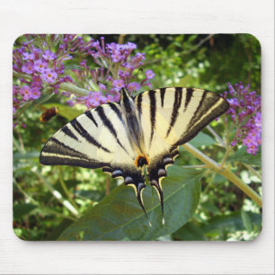 Scarce Swallowtail Butterfly Mouse Mouse Muismat