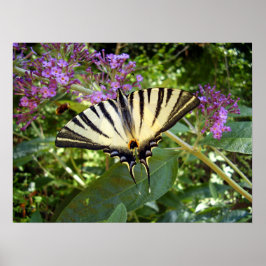 Scarce Swallowtail Butterfly Poster