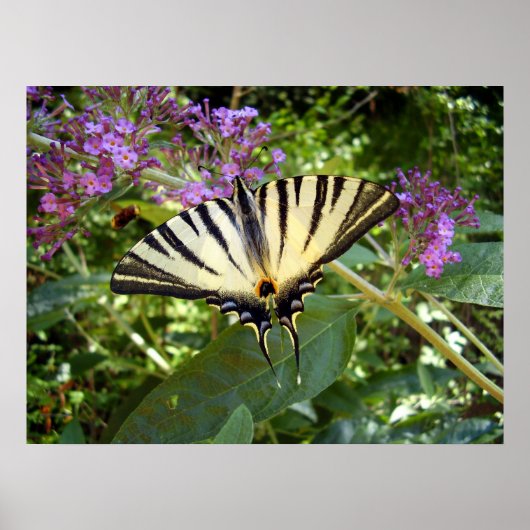 Scarce Swallowtail Butterfly Poster (Voorkant)