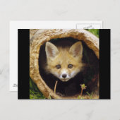 Scared Little Fox Briefkaart (Voorkant / Achterkant)