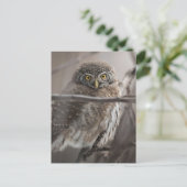 Scared look Owl Briefkaart (Staand voorkant)