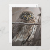 Scared look Owl Briefkaart (Voorkant / Achterkant)