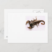 Scaremail briefkaart (Scorpion) (Voorkant / Achterkant)