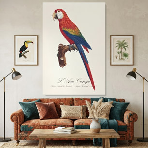 Scarlacroodara of Blauwgele Ara, Ara macao Canvas Afdruk