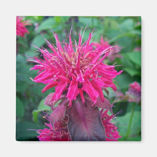 Scarlet Beebalm Magneet (Voorkant)