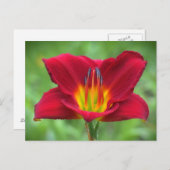 Scarlet Daylily Briefkaart (Voorkant / Achterkant)