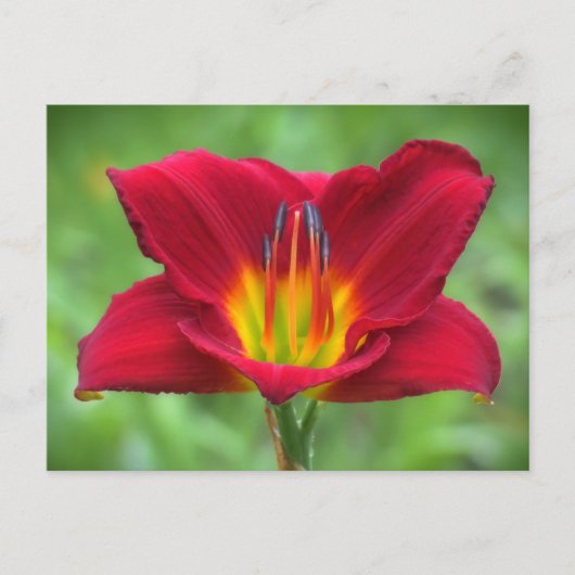 Scarlet Daylily Briefkaart (Voorkant)